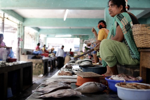 Fish Market, South Goa