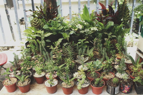 house plants