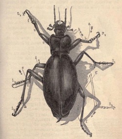 nemfrog: “A Carabus beetle in the act of