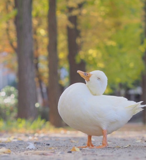 atraversso:Cutest ducky by oniwano_haru