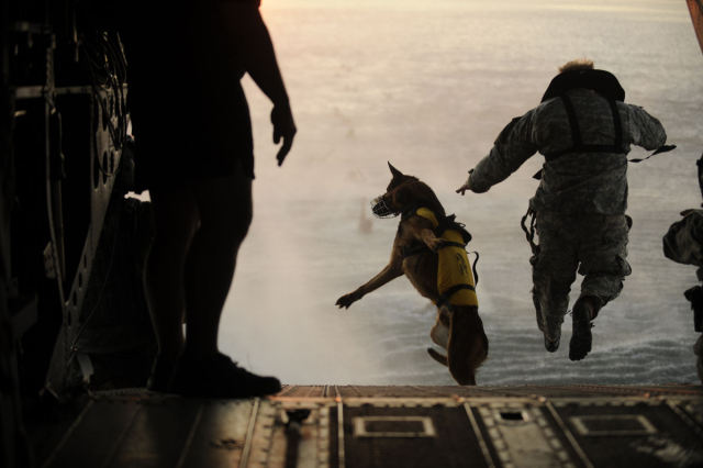 #military#dogs