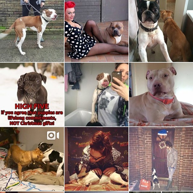#follow my second account #dogslovers 💟 @reddogandco 💟 @reddogandco 💟 @reddogandco