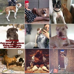 #follow my second account #dogslovers 💟 @reddogandco 💟 @reddogandco 💟 @reddogandco 💟 @reddogandco 💟 @reddogandco 💟 @reddogandco 💟 @reddogandco 💟 @reddogandco 💟 #pitbull #pitbulls #pitbullmom #pitbulllove #pitbulladvocate #endbsl