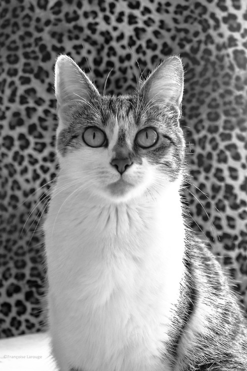 francoise-larouge: Le chat du samedi 23 juin2018 ©FrançoiseLarouge