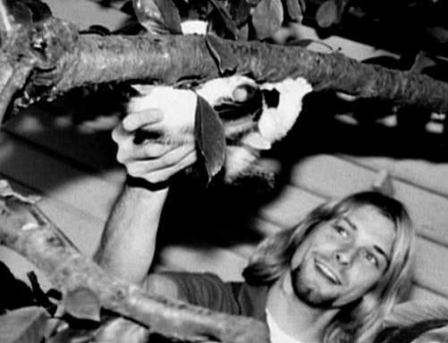 peternyc:  Kurt, Nirvana, Frances with Cats Happy Friday