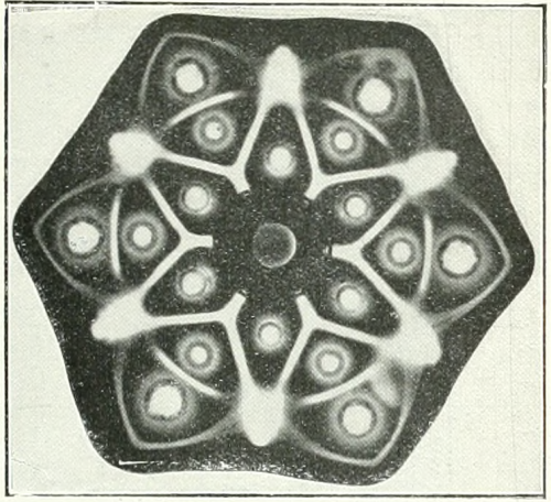 nemfrog: “Pattern produced in gelatine by the profusion of drops of concentrated solutions of 