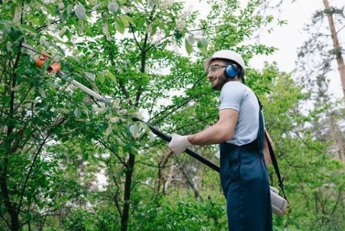 Tree Service Professionals