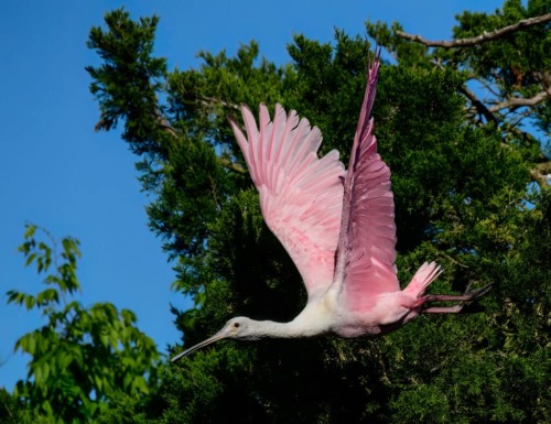 Roseate Spoonbill Appreciation Post