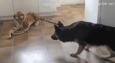 tastefullyoffensive:  Video: Stuffed Toy Tiger Intimidates German Shepherd