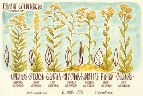 fifthdayprairie:The tallgrass prairie plants of late summer and early fall are here! Here’s a 