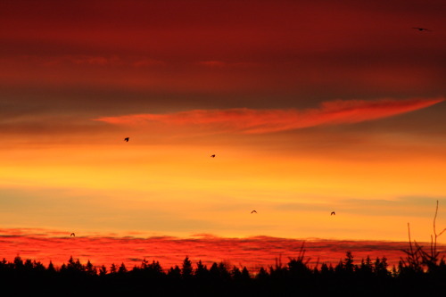 I miss the view from my old apartment in Seattle. Waking up early to catch the sunrise was always th