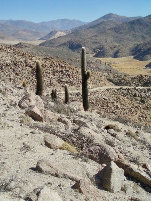 Paisaje andino desierto con cardon, ruinas de Quilmes, sitio arqueológico, Tucumán, Argentina, 2007.