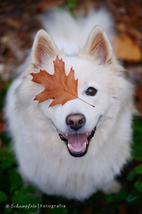 earthlynation:  (via Autumn Lovestory. by Schneepfote / 500px) 