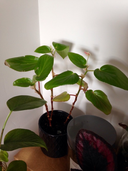 Also, a singular flower from my begonia. It got pretty beat-up in transit so this is a promising sig