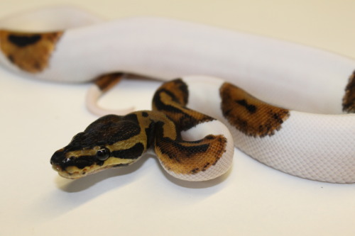Pied Royal Python at 888 Reptiles