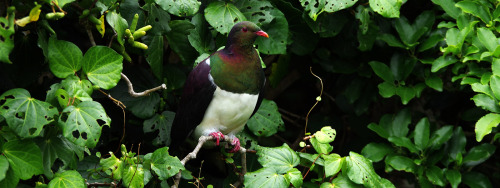 I love the colours in the plumage of the Kereru - Hemiphaga novaeseelandiae 