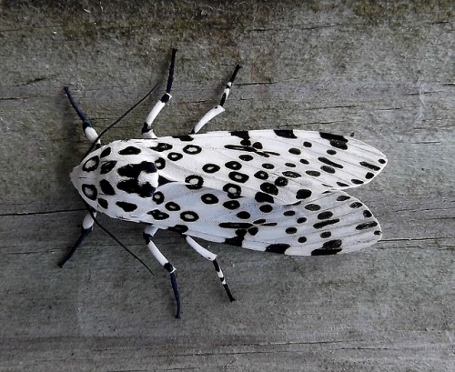 nature-and-biodiversity:Giant Leopard MothHypercompe scriboniaSource: Here