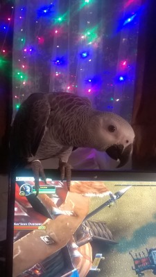 cupcakedrawings:  thequeenofgoblins:  nastyhobo93:  cupcakedrawings:  this is how i play wow from now on  Birb  YOU TOO? Well she’s kinda derped as hell in this picture but she’s normally on my Cintiq screaming obsenities and calling Abaddon a  ASSHOLE.