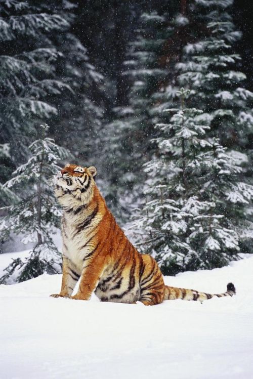 Porn Pics earthlynation:  Tiger by Lynn Stone 