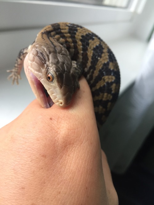 geckogalaxy:I wanted to show off his awesome colors after his recent shed but he had other ideas…