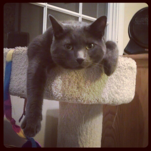 Why can&rsquo;t dorms allow cats? #ijustwannacuddle #hessosoft #jack #thecrazycatlady