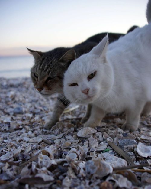 海辺のデート。  #fixx201211 #シッポ追い #tailchaser #猫写真 #東京猫 #外猫 #地域猫 #ねこ部 #まちねこ #ネコスタグラム #にゃんこ #nekostagram #c