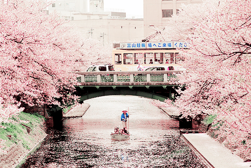 milkpeu:tram and cherryblossom 060419 (by tsuda)