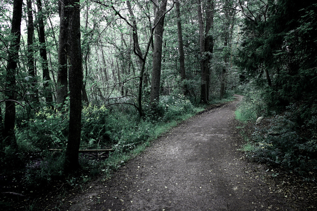 brutalgeneration:  Forestland (by Rhaed) 