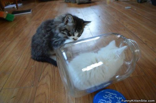 cuteanimalspics:  How You Get In There (Source: http://ift.tt/1GGtkx7)