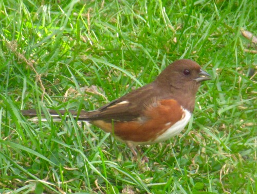 Female towhee, Pipilo erythrophthalmus, in the back garden just now. :-)I’d been hearing them in the