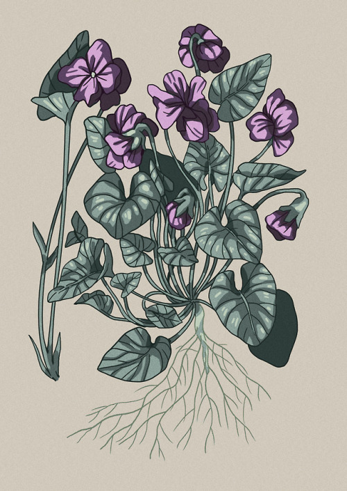 turnipot - violets