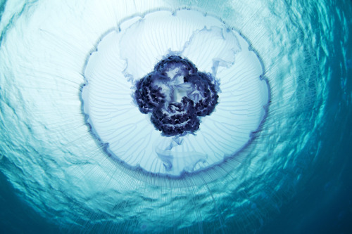 geometrymatters:  Jellyfish Space  Jellyfishes are completely extraterrestrial beings. Graceful, dangerous, beautiful. They hover in the water slowly waving their dome and spreading long tentacles in huge volume. © Alexander Semonov http://clione.ru/