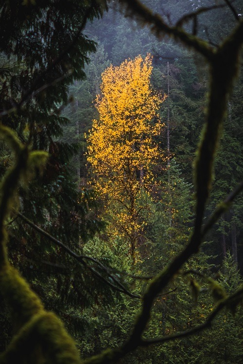 ponderation:The Golden Tree by Luc Tribolet