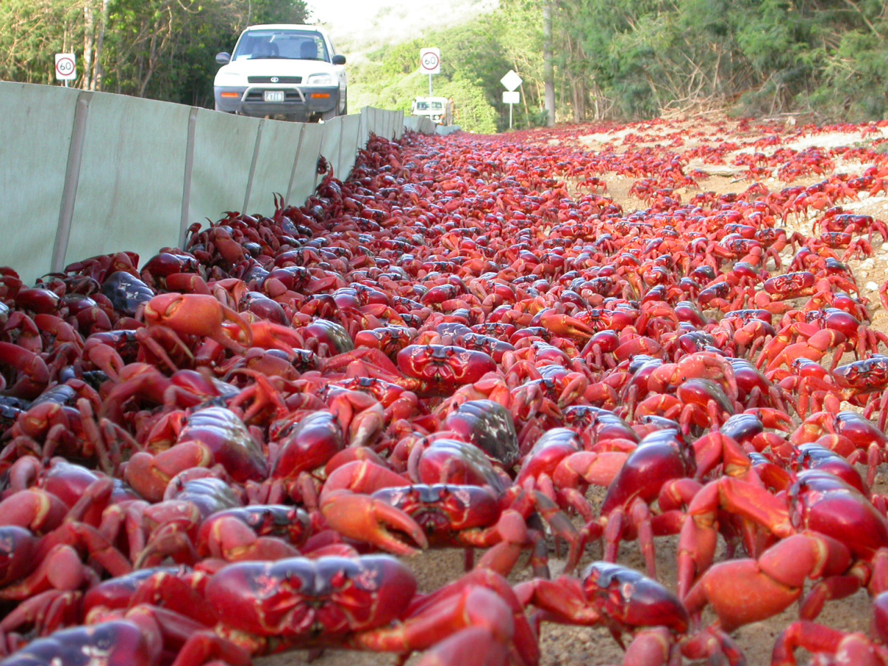 odditiesoflife:  The Astonishing Annual Red Crab Migration Named one of the planet’s