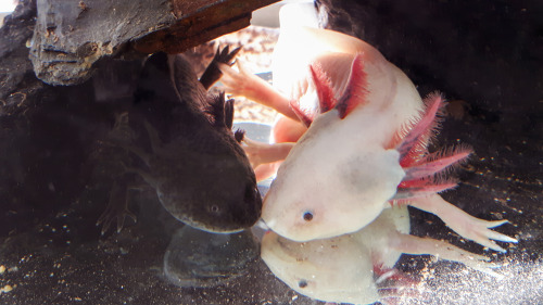 axolotlapothecary: fotoaventyr: my water babies were being cutesy while I cleaned their tank today&n