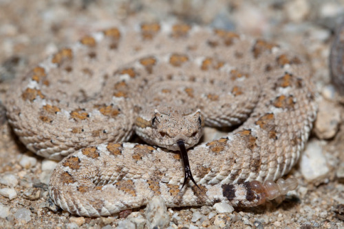 Todays Snake Is:The Colorado Desert Sidewinder (Crotalus cerastes laterorepens) is a venomous subspe