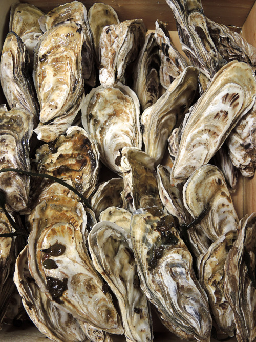 When nature looks like a painting… fresh oysters, served as barfood in our bar lounge. Happy weekend!