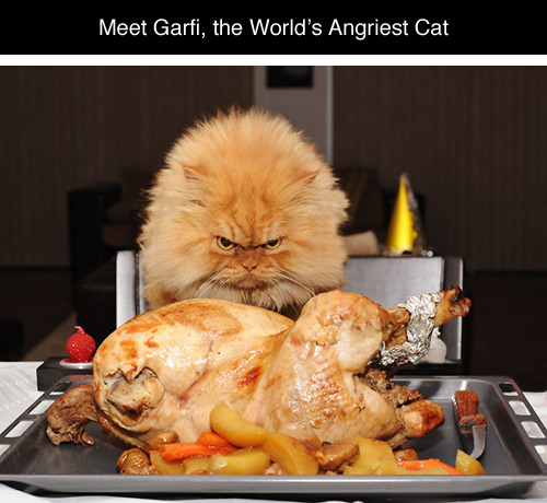 tastefullyoffensive:  Meet Garfi, the World’s Angriest Cat  |  Photos by Hulya