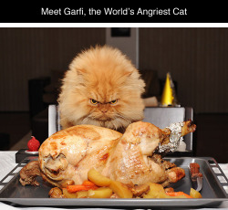 tastefullyoffensive:  Meet Garfi, the World’s Angriest Cat  |  Photos by Hulya OzkokPreviously: Sygmond The Grey: The World’s Most Majestic Cat