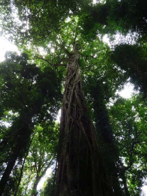 clairebeeds: Dorrigo national park, part of Australia’s Gondwana Rainforest