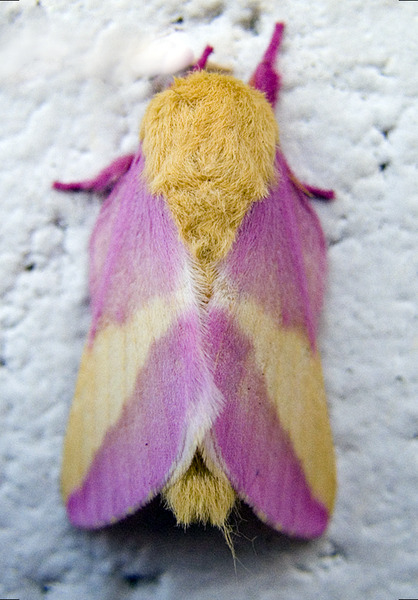 astronomy-to-zoology:  Rosy Maple Moth (Dryocampa rubicunda) …a beautiful species