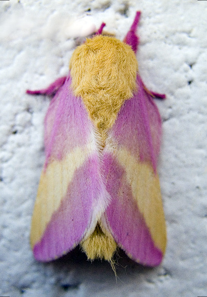 astronomy-to-zoology:  Rosy Maple Moth (Dryocampa rubicunda) …a beautiful species of Royal Moth (Ceratocampinae) which occurs in Eastern North America. Like other Saturniid moths adult rosy maple moths lack mouthparts and live short lives dedicated