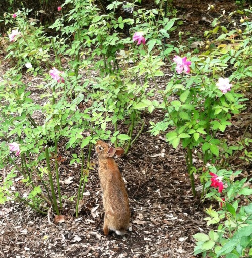 What a nice little bunny reaching for a rosebush snack.