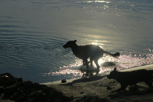 zoi-ish-tales: paper cut borzoi - silhouettes between shade, water and light. @thewavesbrokeonthesho