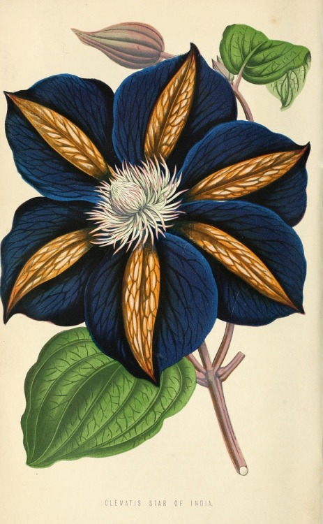 Clematis Star of India, from The Floral world and garden guide, 1871. London. Via Biodiversity Herit