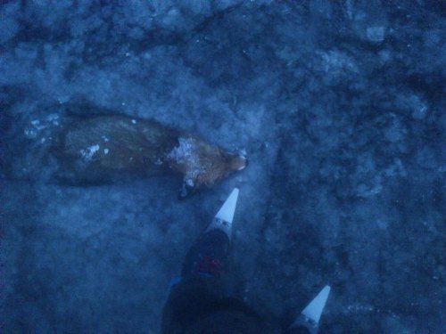 wnycradiolab:  Haunting, heartbreaking images of foxes frozen in bodies of water. (Thanks to Rose Eveleth for pointing these out…but also damn you, Rose Eveleth, for pointing these out.) 