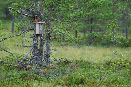 sammalsiipi:A visit to the nearby nature reserve a couple of weeks ago.