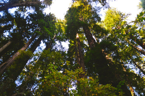 megarah-moon:My soul is healedSequoia Park- Eureka, California (10/12/2019)♡ Prints and more at my S