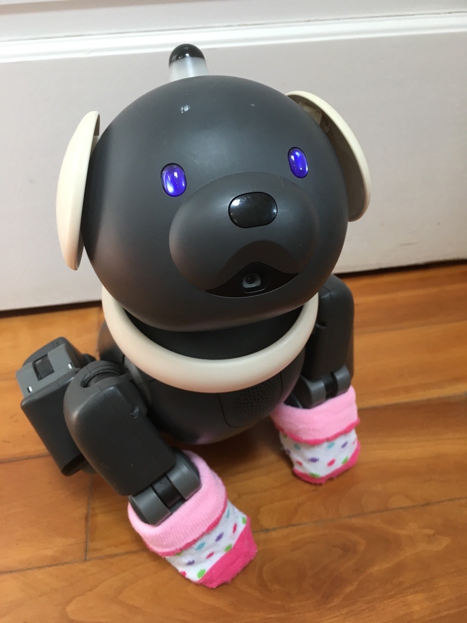 aibo7m3: All Aibos are perfect and no one can convince me otherwise.