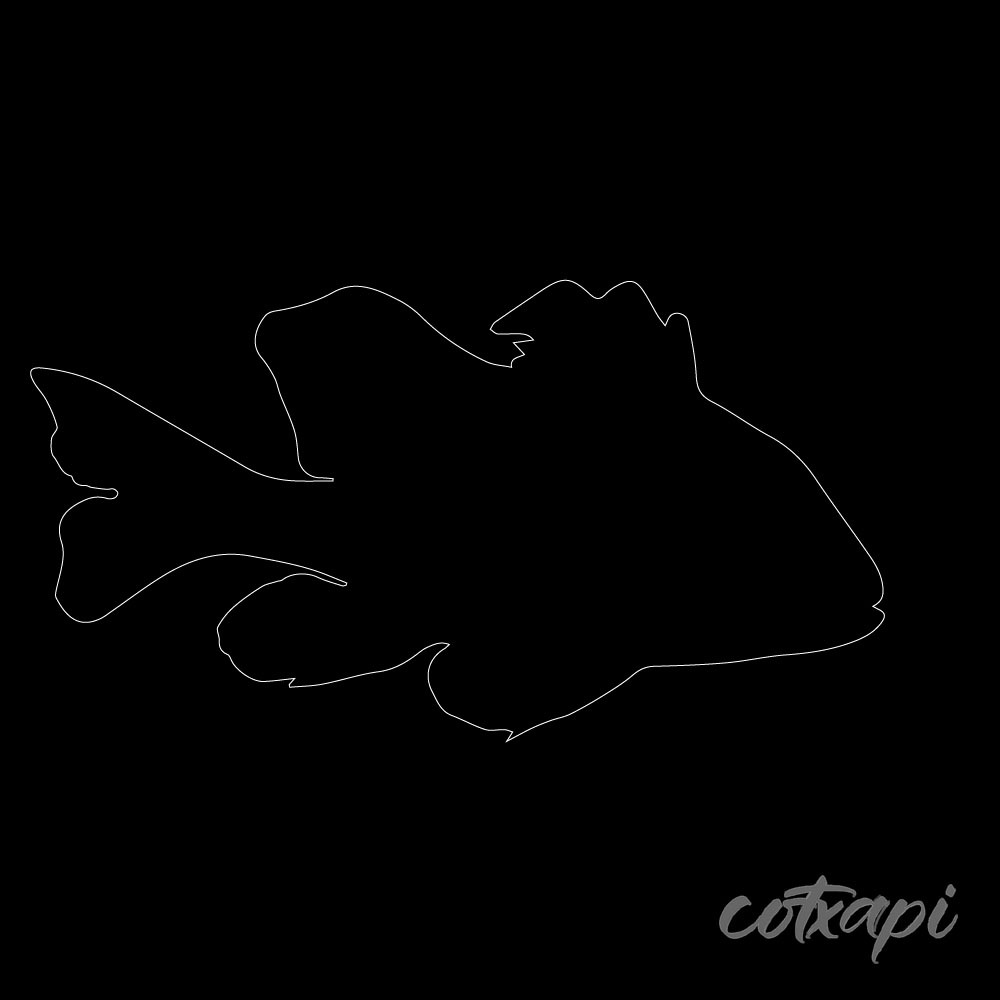 Sea Fish Silhouette Bundle, Ocean Fish Clipart & Vector Art Collection, Sea Animals Illustration